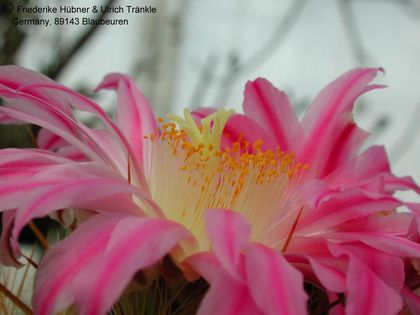 Thelocactus hastifer (UT00,009) 5 – Asclepidarium