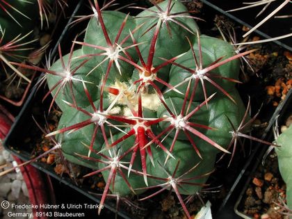 Thelocactus heterochromus 2 (PP) – Asclepidarium
