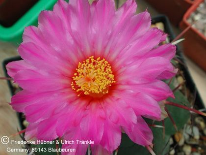 Thelocactus heterochromus 6 – Asclepidarium