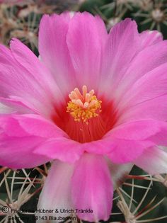 Thelocactus heterochromus var bolanis 4 – Asclepidarium