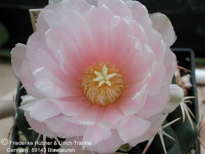 Thelocactus hexaedrophorus ssp kvetae 7 – Asclepidarium