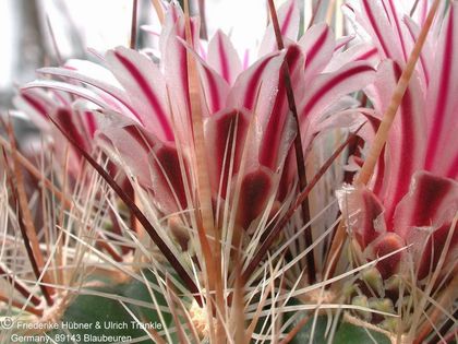 Thelocactus lausseri 3 (PP) – Asclepidarium