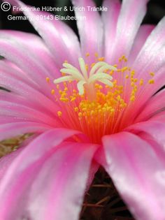 Thelocactus leucacanthus ssp. schmollii 4 – Asclepidarium