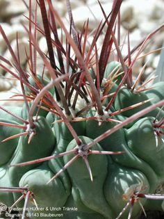 Thelocactus rinconensis ssp nidulans (UT01,029) 1 – Asclepidarium
