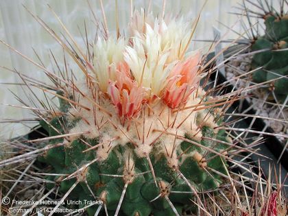 Thelocactus rinconensis ssp rinconensis (lophothele) (UT01,051) 4 – Asclepidarium