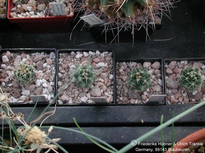 Thelocactus rinconensis subsp hintonii 1 – Asclepidarium
