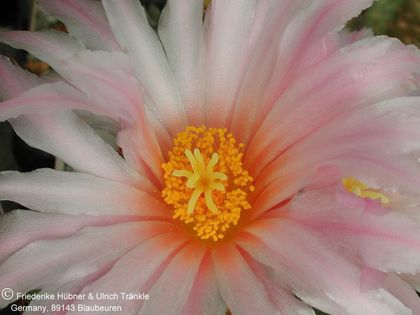Thelocactus santaclarensis 3 – Asclepidarium