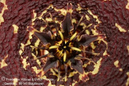 Tridentea gemmiflora (IB12562; Vleikloof, Bavianskloof) (FH07,047) 005 – Asclepidarium