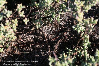 Tromotriche pedunculata ssp longipes (Namuskluft, Namibia) 001 – Asclepidarium