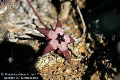 Tromotriche pedunculata ssp longipes (Namuskluft, Namibia) 003 – Asclepidarium