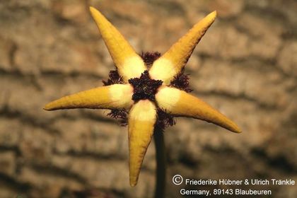 Tromotriche pedunculata ssp pedunculata (FH07,143) 002 – Asclepidarium