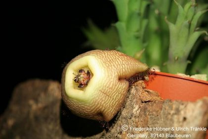 Tromotriche revoluta (FH08,054) 001 – Asclepidarium