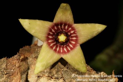 Tromotriche umdausensis (FH06,079) 003 – Asclepidarium