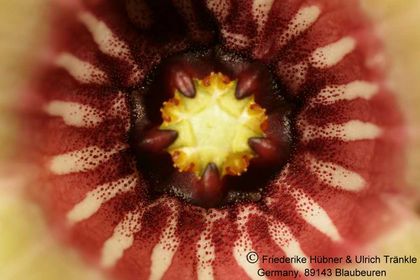 Tromotriche umdausensis (FH06,079) 007 – Asclepidarium