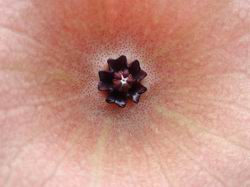 Corona von Hoodia juttae