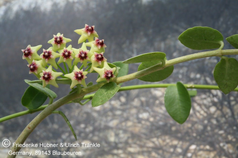 Хойя кумингиана Hoya cumingiana