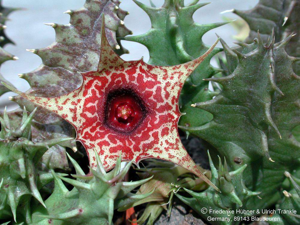 Huernia transvaalensis