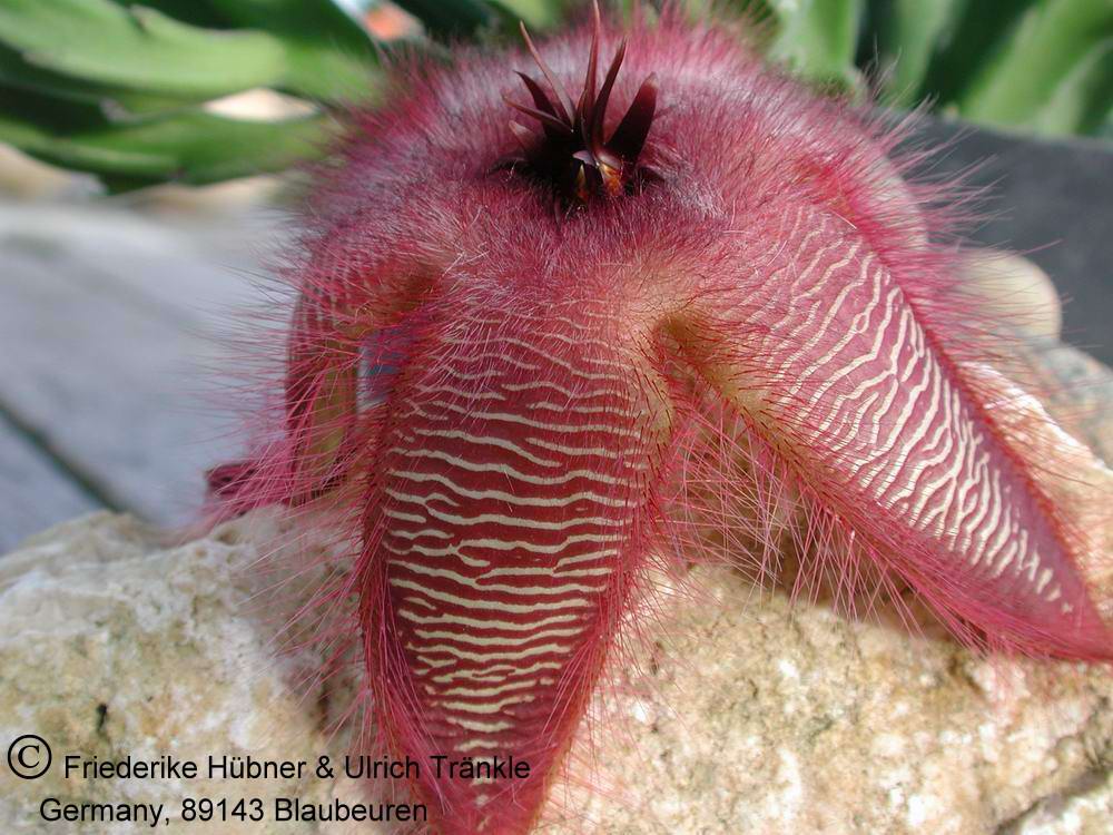 Stapelia hirsuta